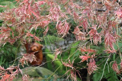 橘色花