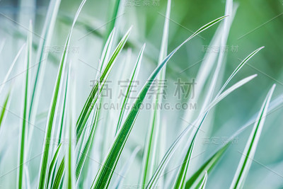 装饰绿色和白色的草。斑蝥。自然背景。