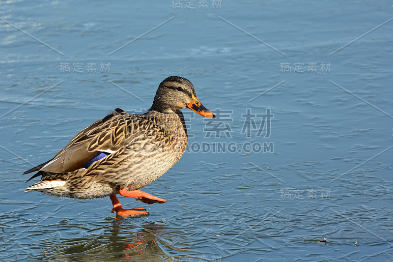 野鸭