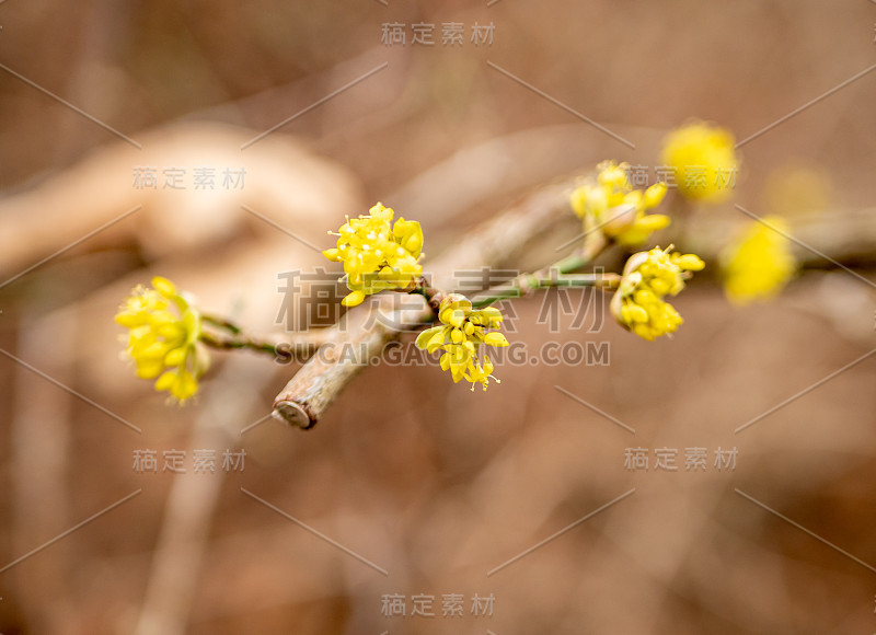 黄色的山茱萸在春天盛开