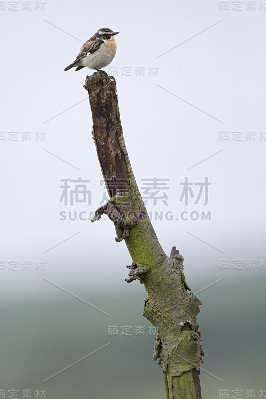 清晨栖息在树枝上的风铃鸟(Saxicola rubetra)鸣叫。