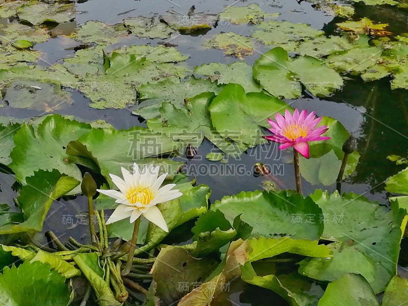 池塘里的荷花。