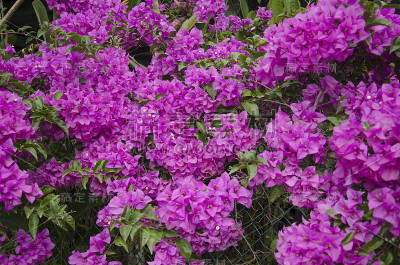 叶子花属