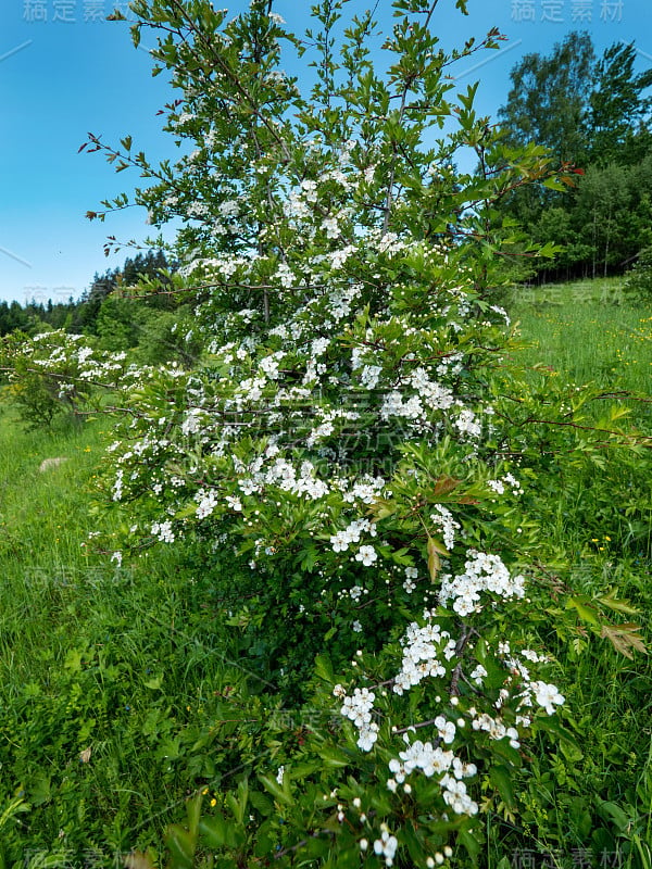 长满山楂花的高尔基草地