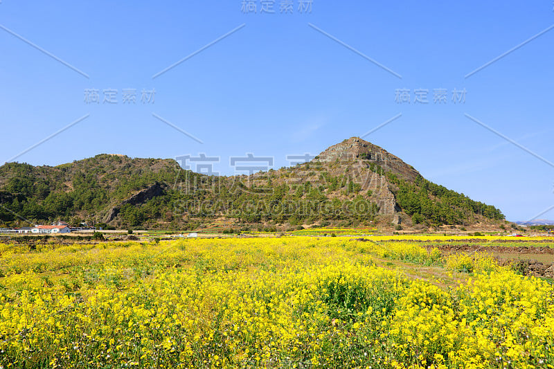 砀山、巴山、油菜花、大蒜、农村、农作、