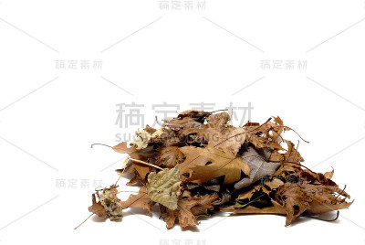 树木的叶子
