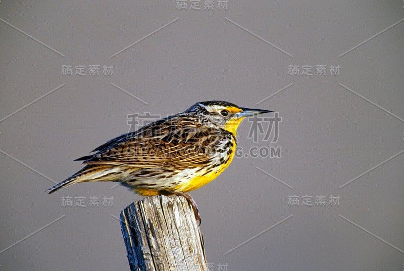 西部草地鹨歌鸟熊河犹他州NWR