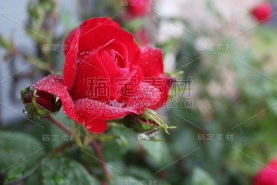 玫瑰