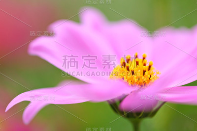 宇宙的花