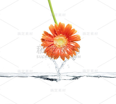 雏菊花和水