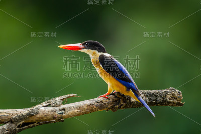 侧画像的黑头翠鸟