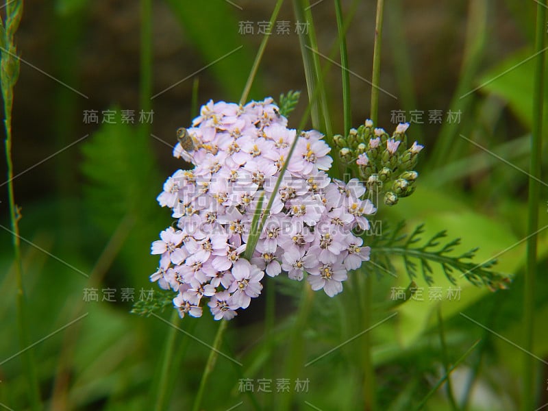 蓍草花盛开