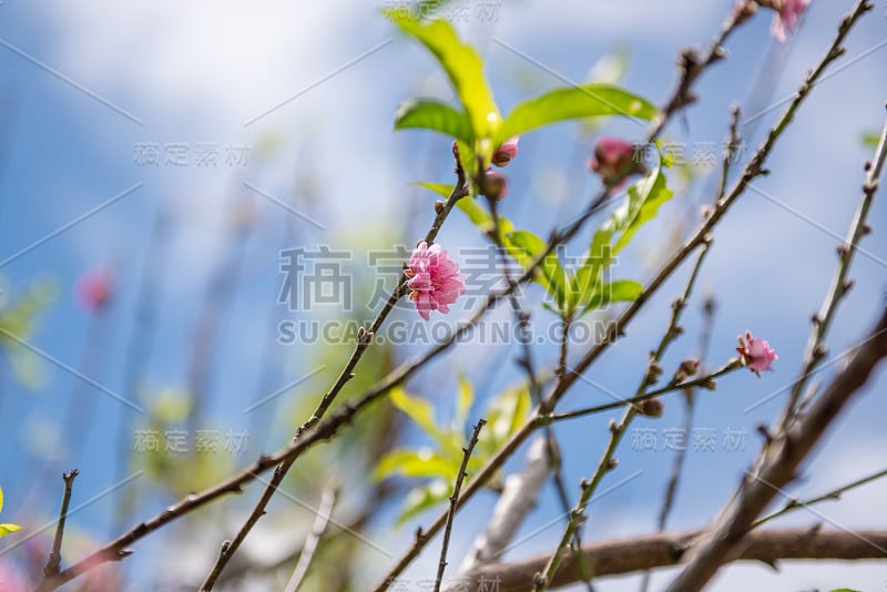 樱花盛开