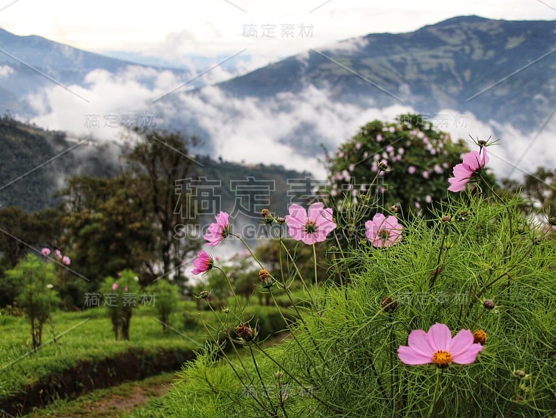 厄瓜多尔秋天的花朵