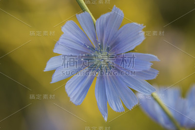 花。