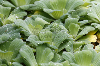 沼泽中的绿色浮萍，植物