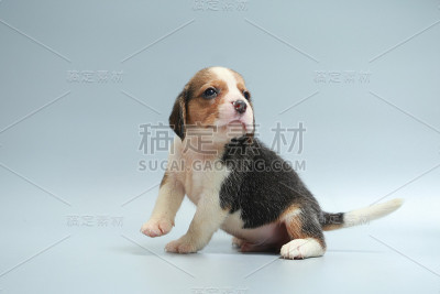 强纯种小猎犬幼犬在工作室灯光
