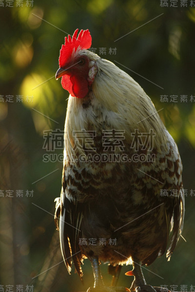 近距离的白色公鸡与红冠看向一边。