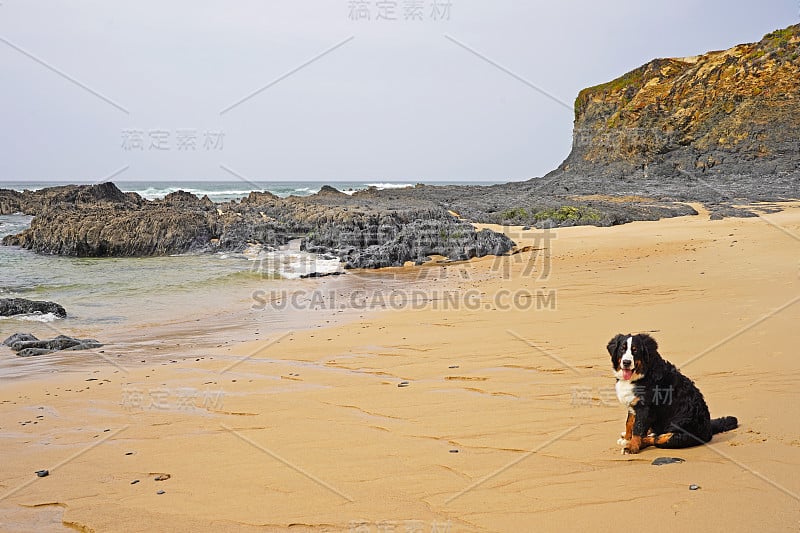 海滩景观，伯恩斯山地犬坐在沙滩上。葡萄牙阿连特茹