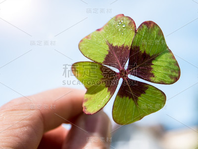 牵手新鲜四叶三叶草对着蓝天
