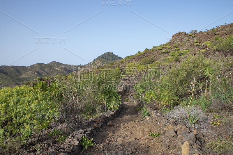 西班牙，加那利群岛，特内里费岛，圣地亚哥del Teide镇附近广阔的岩石景观，茂盛的特有植物