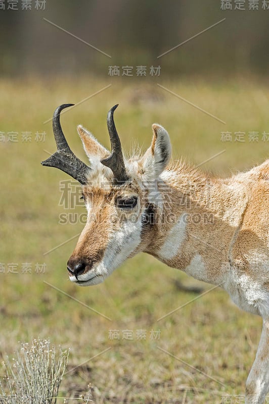 叉角羚(Antilocapra americana)是一种偶蹄类哺乳动物，原产于北美西部和中部内陆。