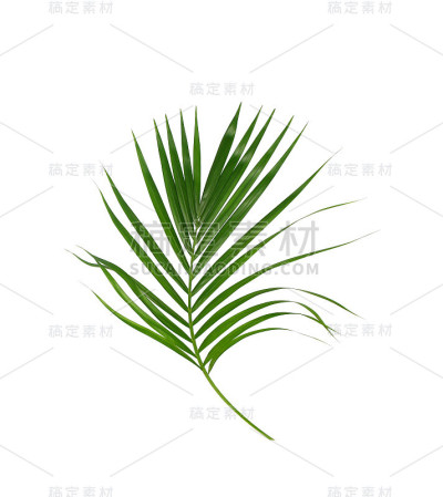 棕榈树的绿叶孤立在白色的背景上