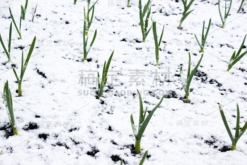 夏天降雪。绿色的植物在雪下。