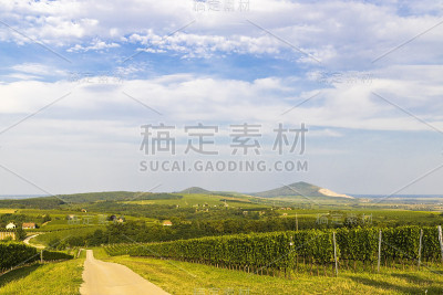 匈牙利南部Villany, Baranya附近的葡萄园