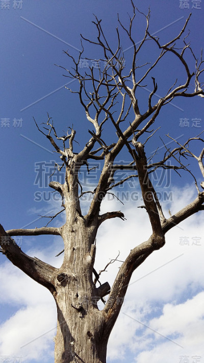 老树