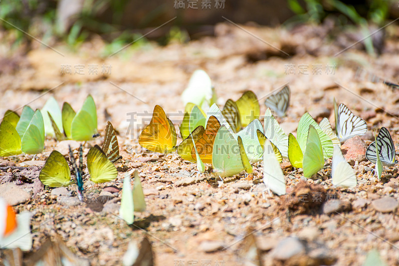 地上一群蝴蝶