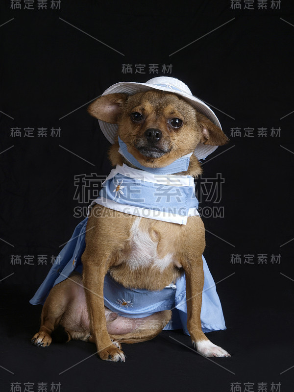 穿蓝衣服的男孩