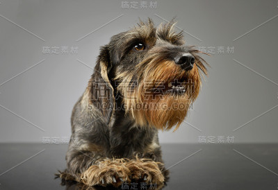 这是一只可爱的腊肠犬