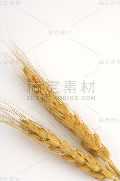 大麦