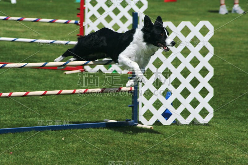 体育边境牧羊犬