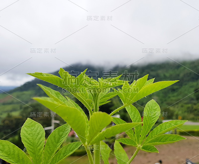 发芽-新生命的开始