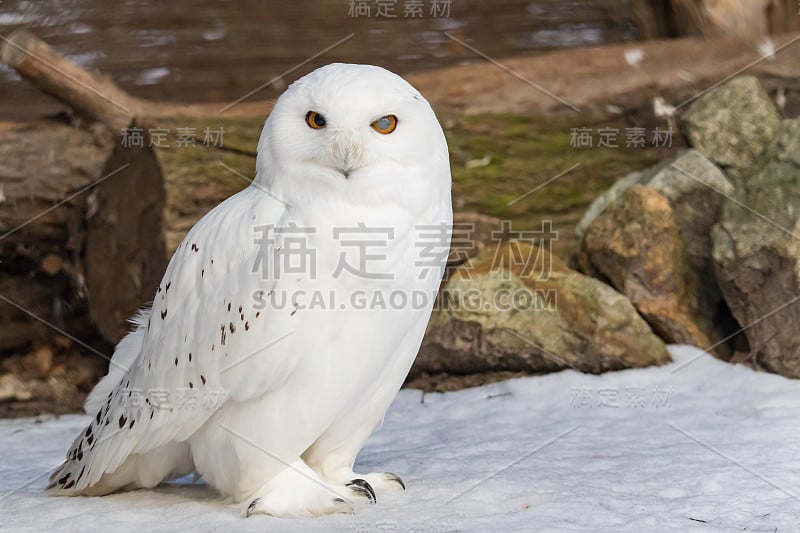 雪地上的雪鸮