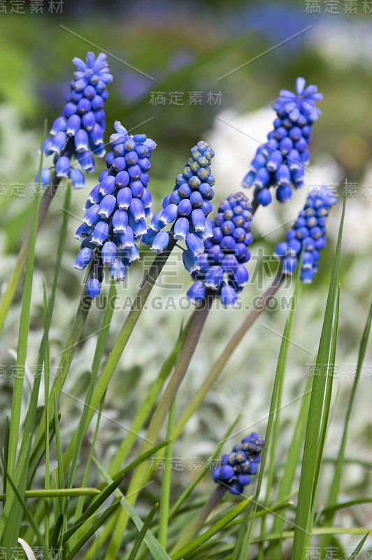 杏树开花植物，蓝色的春天球茎葡萄风信子花在花园里盛开