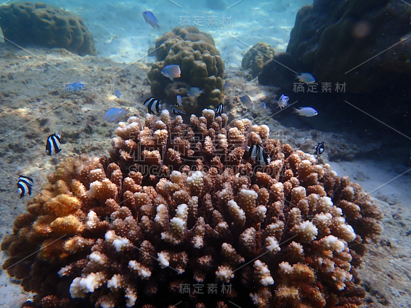 海中鱼群以珊瑚为主，水下景观以海洋生物为主