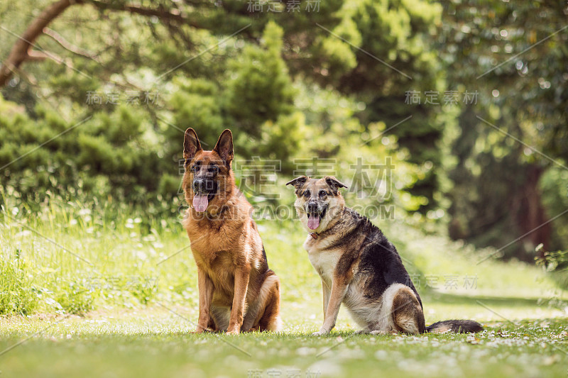 德国牧羊犬