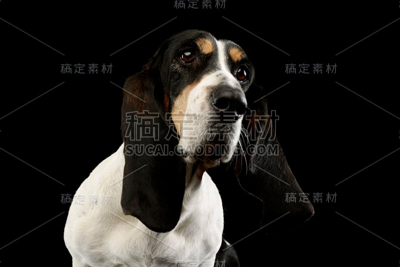 可爱的巴吉度猎犬的肖像