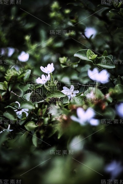 花