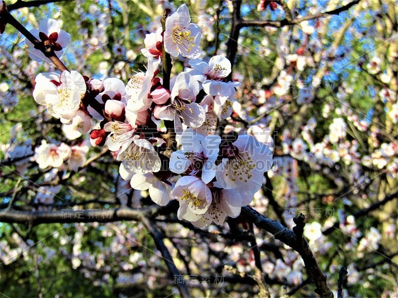 2月。日本。梅花在日出。