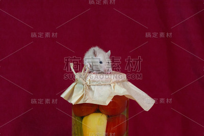 放泡菜的罐子上有只老鼠。害虫解包