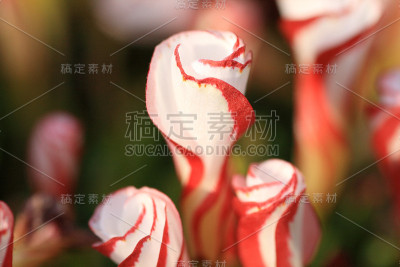酢浆草多色的