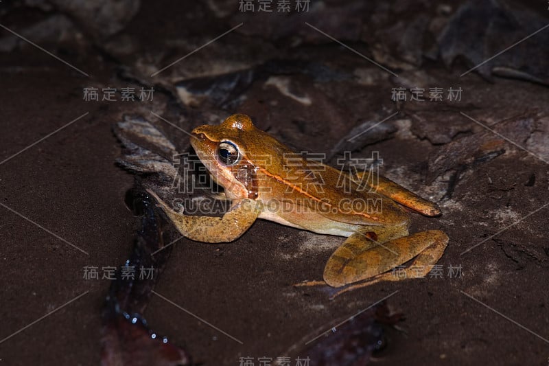 意大利敏捷蛙(Rana latastei)的雄性标本