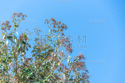 背景是女贞子树和蓝天