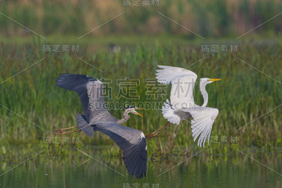 苍鹭与白鹭一起飞翔