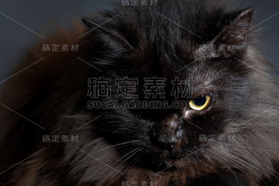 猫和小猫