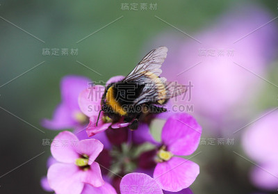 黄尾大黄蜂(熊蜂)